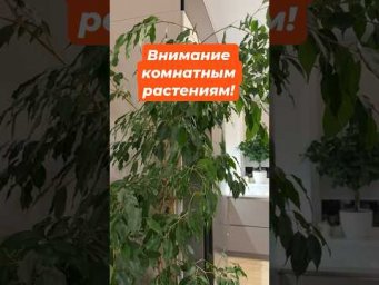 ПЕРЕСАЖИВАЕМ КОМНАТНЫЕ ЦВЕТЫ ВЕСНОЙ!