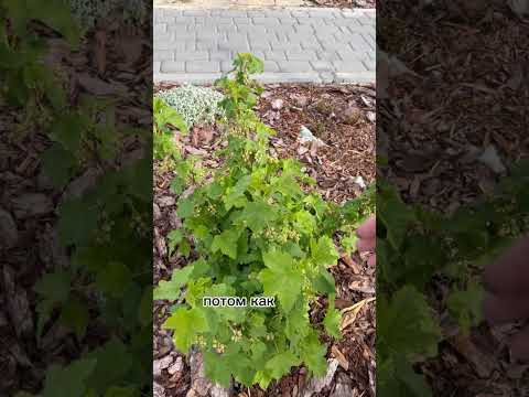 Лучшая бюджетная подкормка для смородины!