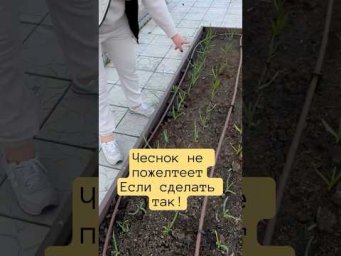 Важное о чесноке весной!