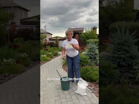 БЮДЖЕТНАЯ ПОМОЩЬ РАСТЕНИЯМ