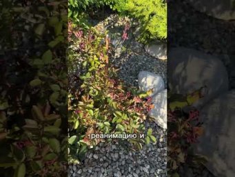 Когда спасать розы?