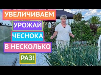 ЧЕСНОК ДАСТ ОГРОМНЫЙ УРОЖАЙ И НЕ ПОЖЕЛТЕЕТ,  ЕСЛИ СДЕЛАТЬ ТАК!