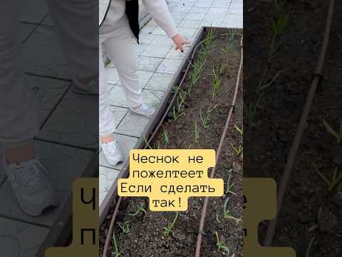 Важное о чесноке весной!