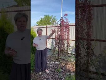 УДИВИТЕЛЬНЫЕ ЯБЛОНИ!