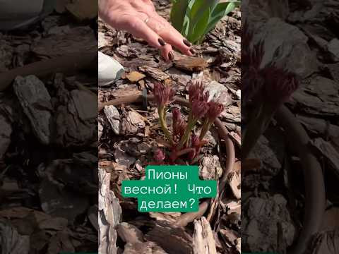 ПИОНЫ ПОРАЗЯТ ВАС ЦВЕТЕНИЕМ!