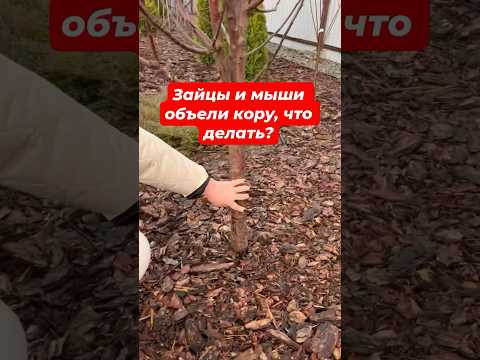 ВОССТАНАВЛИВАЕМ ДЕРЕВЬЯ ПОСЛЕ ГРЫЗУНОВ
