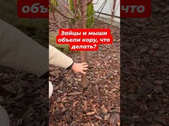 ВОССТАНАВЛИВАЕМ ДЕРЕВЬЯ ПОСЛЕ ГРЫЗУНОВ